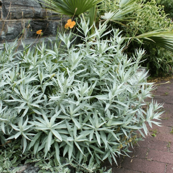 Artemisia Ludoviciana Valerie (Westerse Bijvoet)