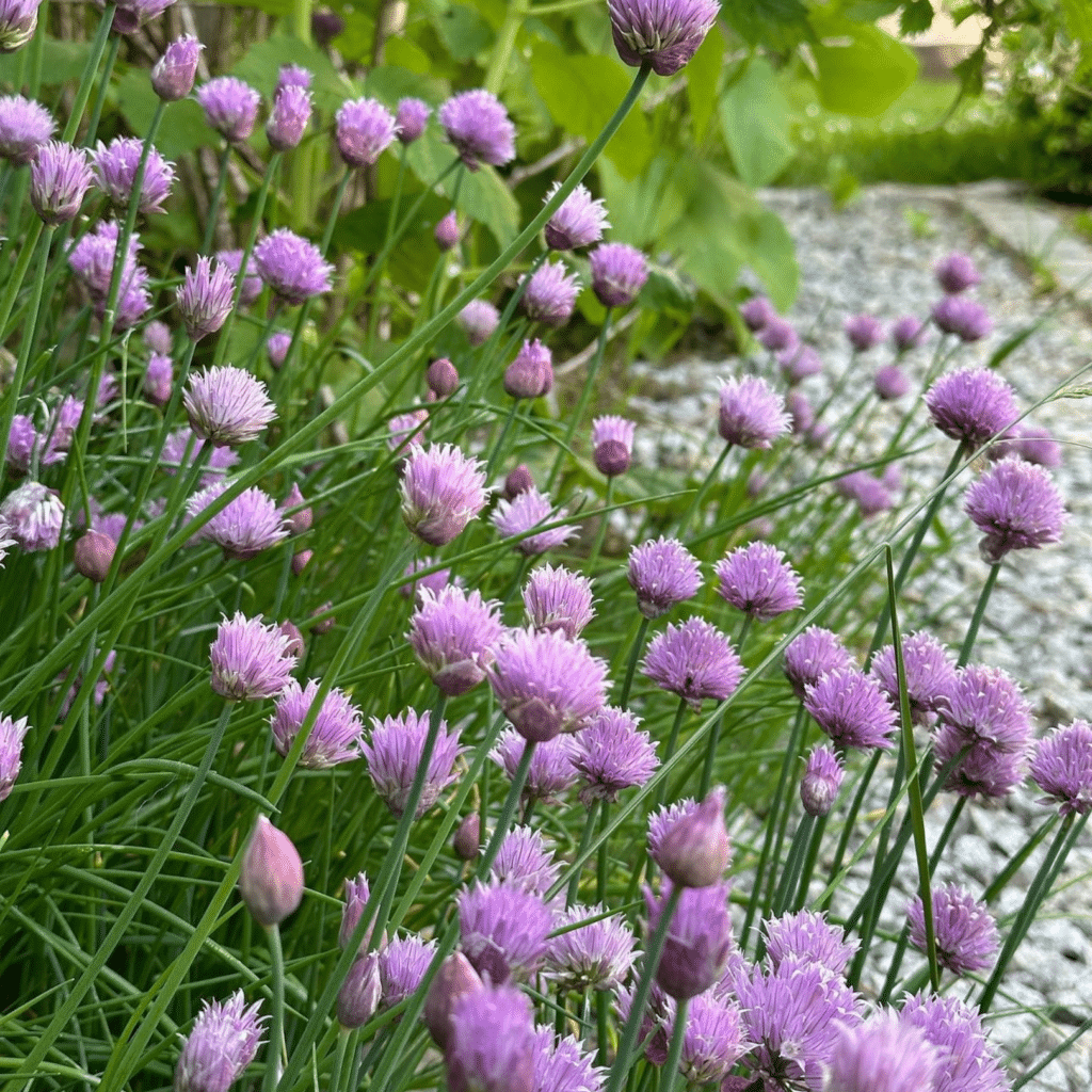 Allium Schoenoprasum (Bieslook)